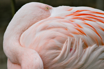 Pink Flamingo With Beak Tucked Into Feathers