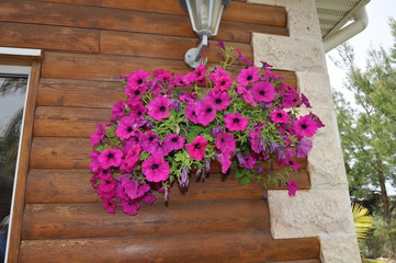 Fototapeta premium The beautiful Petunia flower in garden