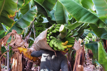 farmer carrying green banana bunch on a banana farm .