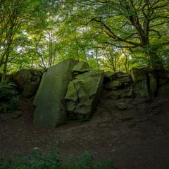 rocks in the forest