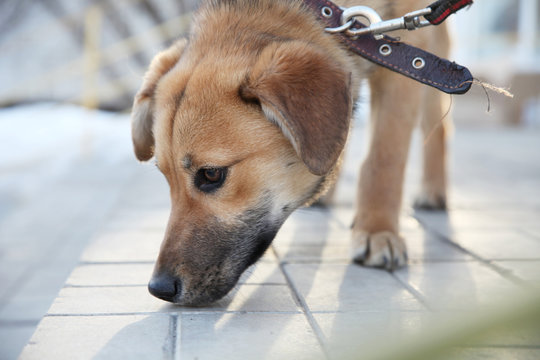 Young Dog Mongrel Sniffs Tile, Face Close-up