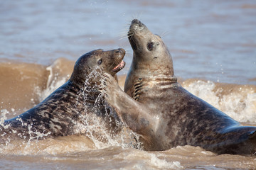 Animal emotion. Loving seal couple having fun in the sea