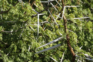Süßer Dorn (Acacia karroo, Syn. Vachellia karroo)