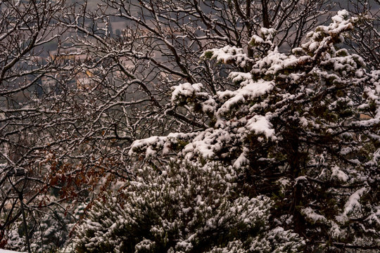 Rami di alberi coperti di neve