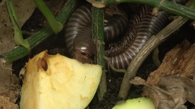 Giant Millipede . Camera zooms in on head, mouth, jaws eating . Slow motion reveals mandible movements