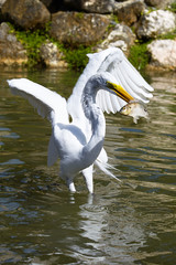 White Heron catches fish
