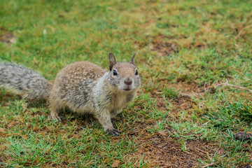 Curious young ground squirrel asking for food, Shoreline Park, Mountain View, California