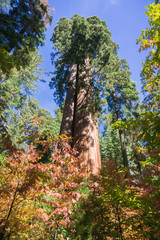 Looking up a Sequoia tree, fall colored Pacific mountain dogwood in the foreground, Calaveras Big Trees State Park, California