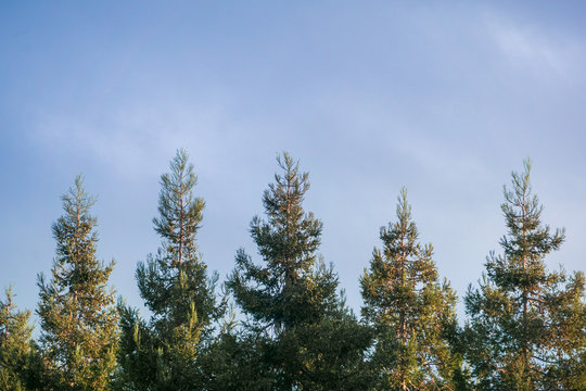 Sun shining on the top of a row redwood trees (Sequoia Sempervirens) at sunset on a cloudy sky background, California