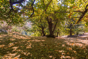Obraz premium Sweet chestnuts (Castanea Sativa) orchard on a sunny autumn day; ripe chestnuts fallen on the ground; San Francisco bay area, California