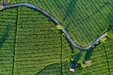 Aerial view of beautiful curve road and cottage in green corn field. Abstract geometric shapes of...