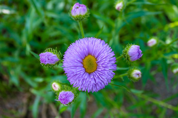 Purple aster flower blossom against green background, close up and selective focus