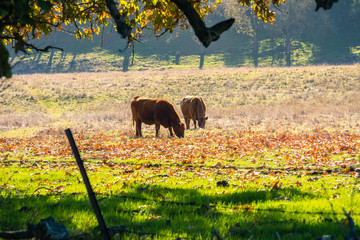 Cows grazing on a green field covered in fallen western sycamore leaves, Livermore, east San Francisco bay area, California