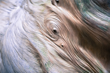 Close up of a redwood tree wood burl, Big Basin State Park, California