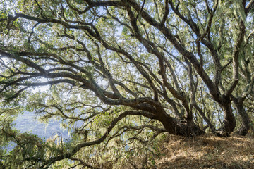 Bright light shining through a forest of Coastal live oak (Quercus agrifolia), lace lichen...