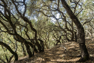 Hiking through a forest of Coastal live oak (Quercus agrifolia) forest in Montana de Oro State...