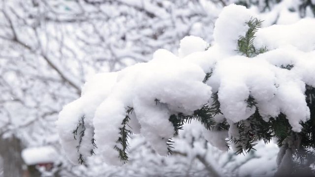 Snowing in the garden 2018 december Location: Hungary, Budapest Recorded with a Canon 6D (2.8 70-200mm)