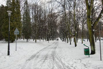 Leśna droga zimą