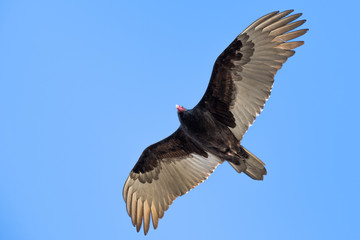 Flying turkey vulture (Cathartes aura) on a blue sky background, Alviso Marsh, south San Francisco...