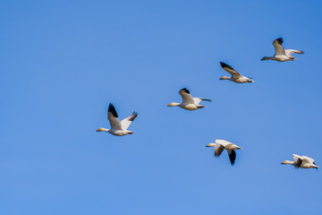 A flying group of Snow Geese (Chen caerulescens); blue sky background; the Sacramento National Wildlife Refuge, California