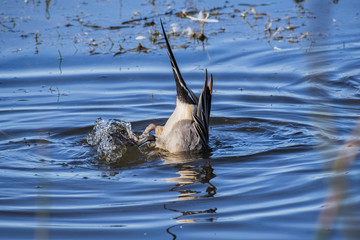 Northern Pintail male with the head under water, looking for food, Sacramento National Wildlife...