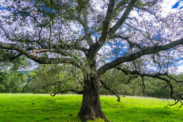 Fototapeta na wymiar Large live oak tree (Quercus agrifolia) spreading its branches; lace lichen hanging among its green foliage; white clouds in the background; Coyote Lake Harvey Bear Ranch County Park, Gilroy, CA