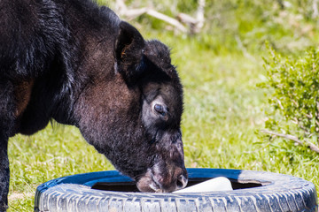 Close up of calf licking a block a salt, Santa Teresa county park, San Jose, south San Francisco...