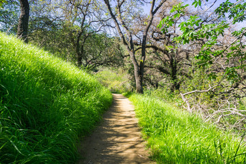 Fototapeta na wymiar Hiking trail on the hills of Santa Teresa county park, San Jose, south San Francisco bay area, California