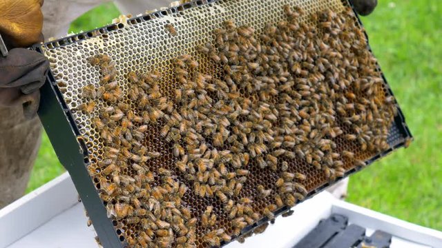 Close Up, Beekeeper examining nucleus hive frame for signs of disease