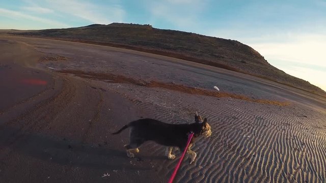 Happy Terrier takes walk along Antelope Island on The Great Salt Lake, Utah.