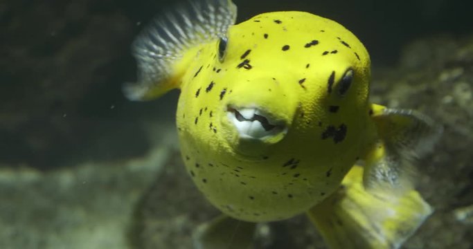 A golden puffer fish swims left, faces forward, then swims right.