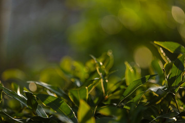 Leaves and natural branches