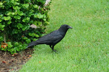 A wet raven stands in the grass.