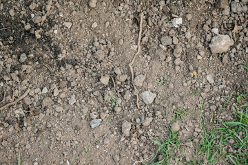 Ground with roots