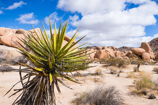 Mojave Yucca (Yucca schidigera); rocky outcrop in the background, Joshua Tree National Park, California