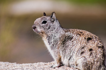 Close up of California Ground Squirrel (Otospermophilus beecheyi), wind messing its fur, Joshua...