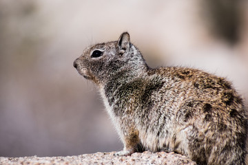 Close up of California Ground Squirrel (Otospermophilus beecheyi), wind messing its fur, Joshua...