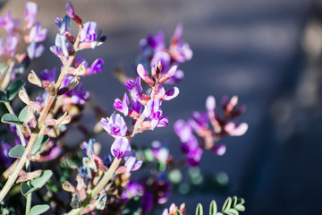 Freckled milk vetch (Astragalus lentiginosus) blooming in Joshua Tree National Park, south...