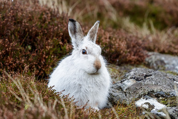 whte mountain hare in the rain