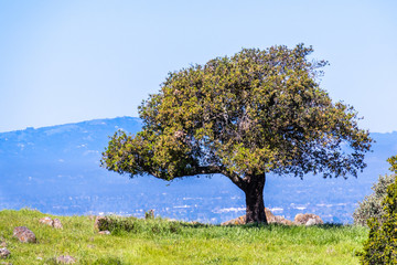 Live oak tree on a hill, south San Francisco bay area, San Jose, California