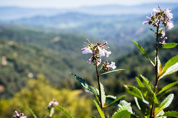 Yerba santa (Eriodictyon californicum) in bloom, Uvas Canyon County Park, Santa Clara County, California
