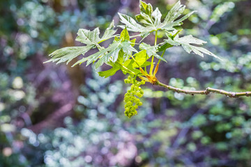 Bigleaf maple (Acer macrophyllum) leaves and flowers, Uvas Canyon county park, Santa Clara county, California; blurred background