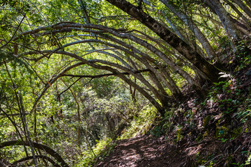 Hiking trail lined up with Bay Laurel trees (Californica Umbellularia), Uvas Canyon County Park, Santa Clara county, California