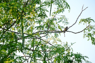 Birds on the branches
