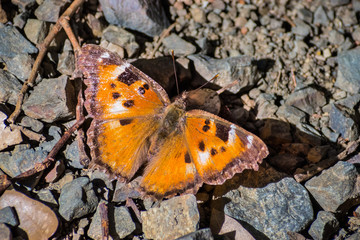Close up of Satyr Comma butterfly (Polygonia satyrus), San Francisco bay area, California
