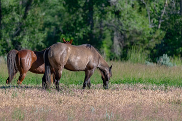 Wild Horses in the Pryor Mountains Wild Horse Range in Montana - Wyoming USA