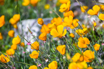 California poppies (Eschscholzia californica) blooming on the hills of south San Francisco bay area in springtime
