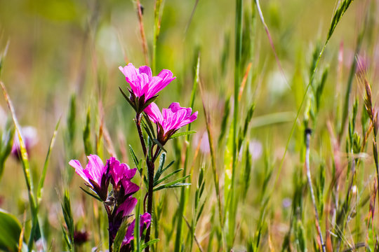 Checkerbloom (Sidalcea malviflora) wildflowers blooming on the meadows of south San Francisco bay area, Santa Clara county, California