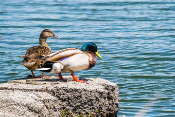 A pair of mallard ducks on the shorelines of San Francisco bay area, California
