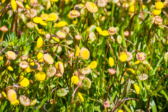 Brass Buttons (Cotula coronopifolia) wildflowers growing in the wetlands of south San Francisco bay area, California where is considered invasive; native from south Africa